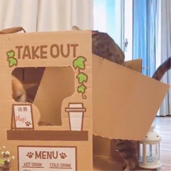 店が壊されちゃった柴犬