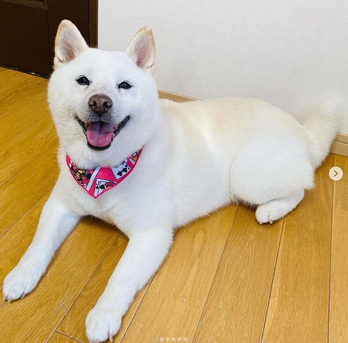 笑顔が可愛いきなこちゃん