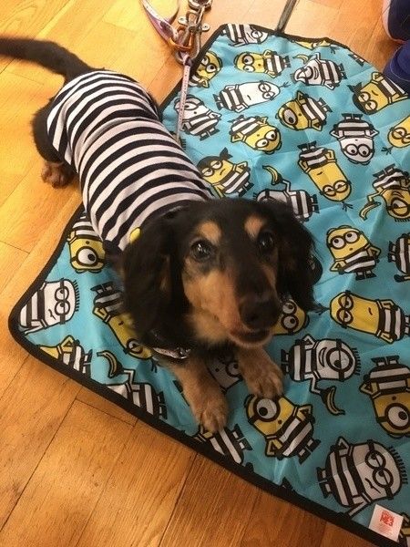 敷物の上のミニチュア・ダックスフンド