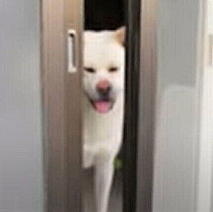 秋田犬のゆうきくん