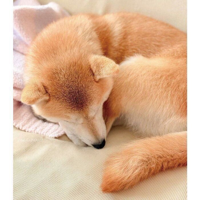 ソファの上で丸くなるももちゃん