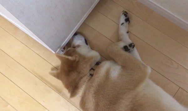 隙間が気になる柴犬