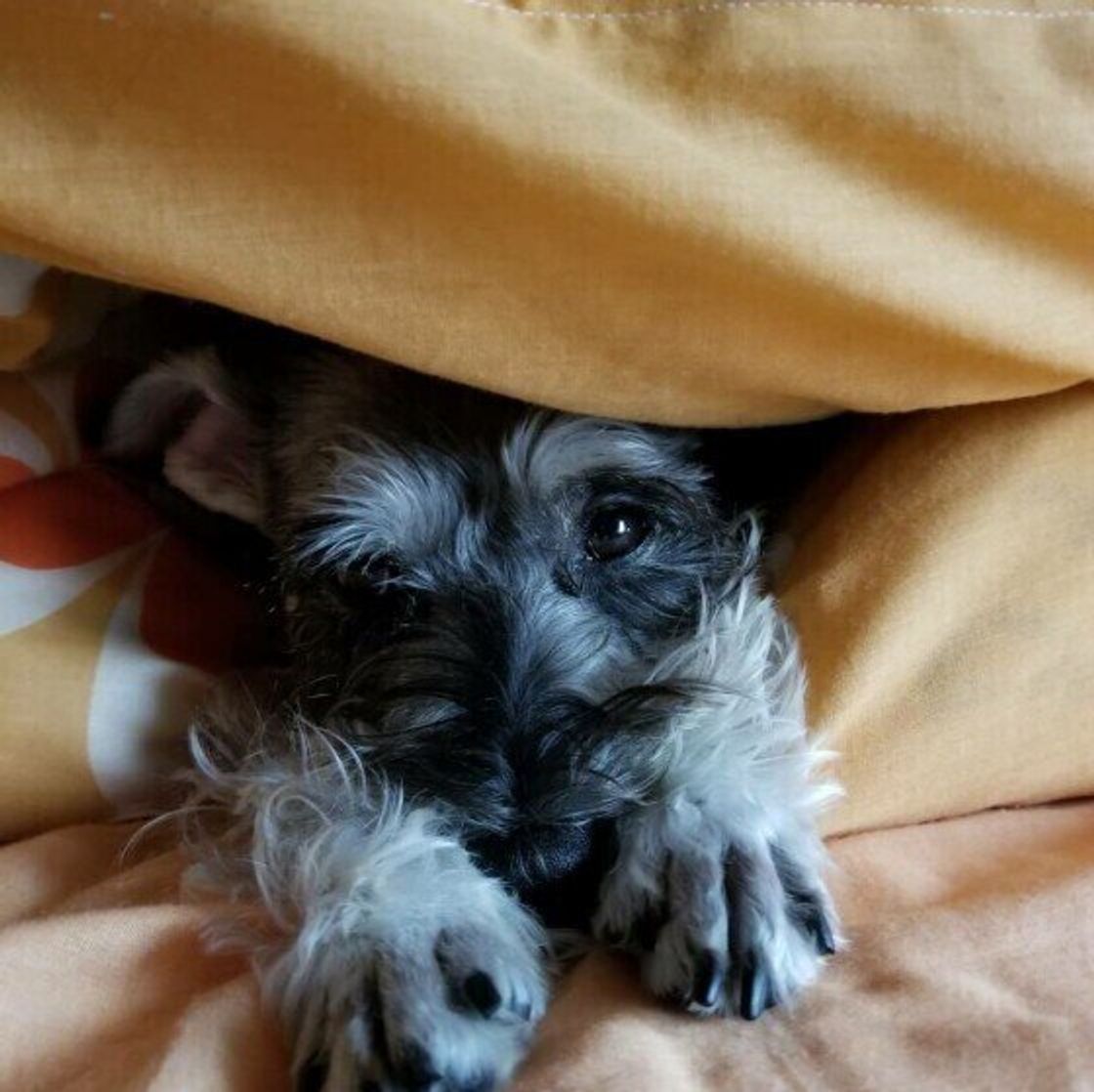 愛犬が冬を快適に過ごすためのエアコンの設定温度と湿度は 暖房器具の使い方まとめ いぬのきもちweb Magazine 愛犬が冬を快適に過ごすためのエアコンの設定温度と湿度は 暖房器具の使い方まとめ いぬのきもちweb Magazine