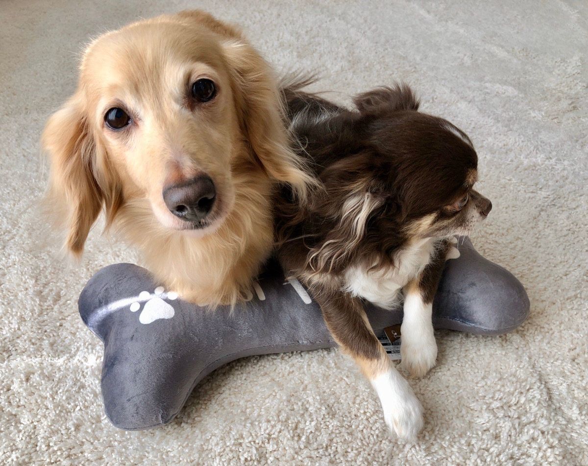 ペット用クッションにのる犬たち