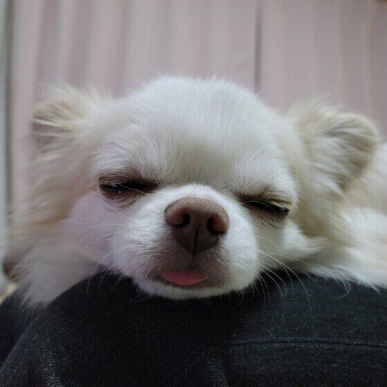 琥珀くん（チワワ）