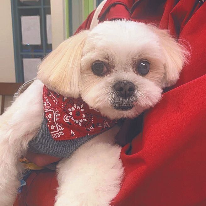 Ｙさん家ののあちゃん、推定４才。ご家族が散歩をはじめ、社会化の訓練を少しずつ行い、今ではキャンプにも楽しく行けるように