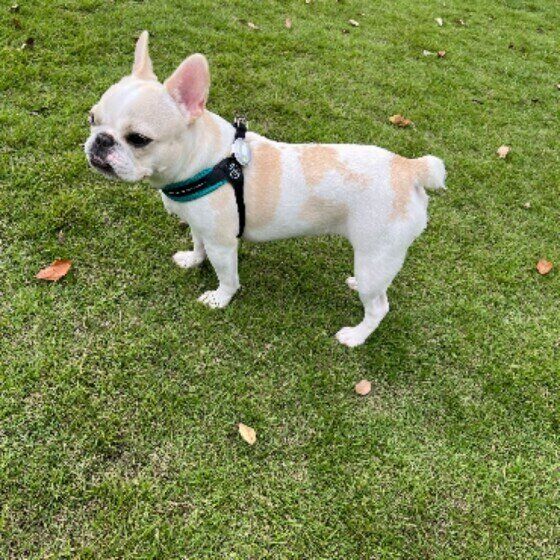 フレンチ・ブルドッグのうるちゃん