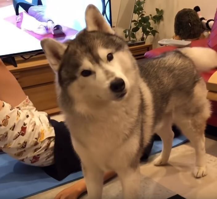 首をかしげるシベリアン・ハスキー