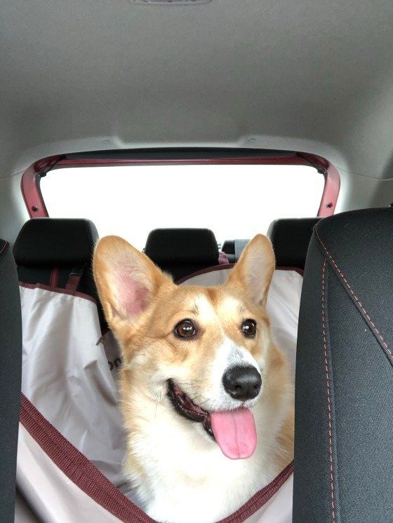 ウェルシュ・コーギー・ペンブローク