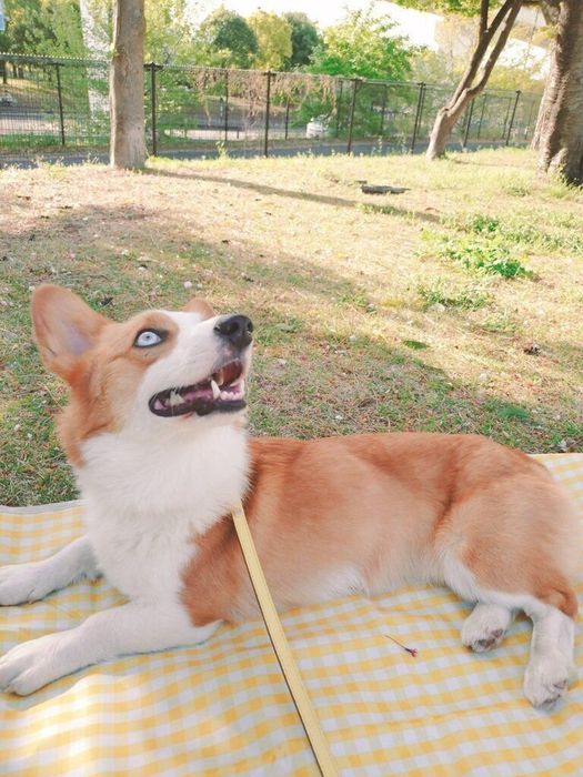お散歩中のまりんちゃん
