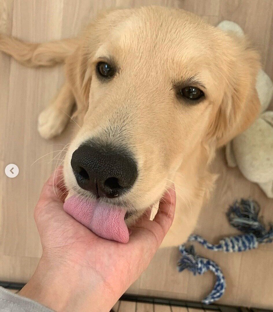 飼い主さんの手をなめるむぎちゃん