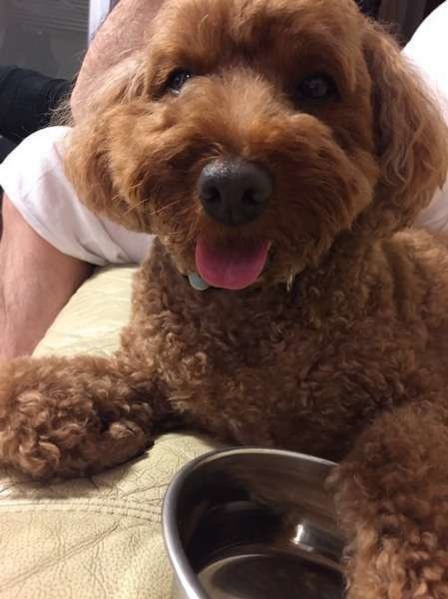 犬はみんな食いしん坊 食べる量を管理しないと大変なことに いぬのきもちweb Magazine 犬はみんな食いしん坊 食べる量を管理しないと大変なことに いぬのきもちweb Magazine