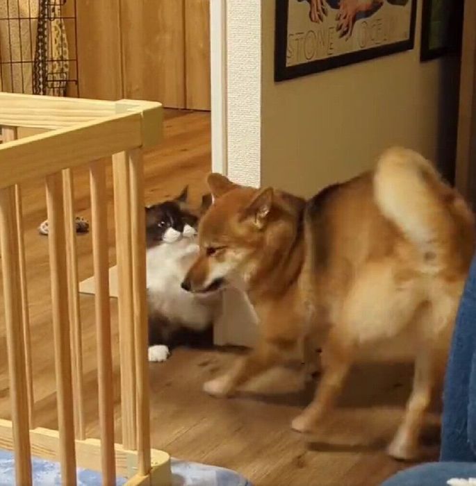 ギルバートくんを驚かせるこみちちゃん