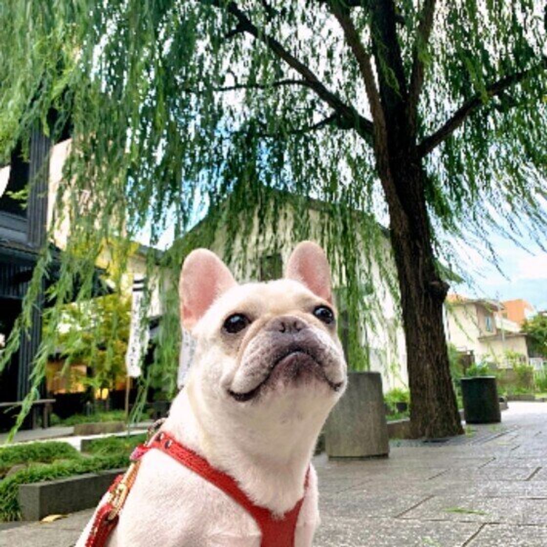 小型犬でも散歩は必要 お散歩不足の犬にはどんなリスクがある いぬのきもちweb Magazine 小型犬でも散歩は必要 お散歩不足の犬にはどんなリスクがある いぬのきもちweb Magazine