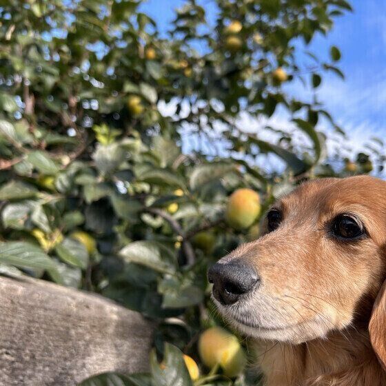 ミニチュア・ダックスフンドのうなちゃん