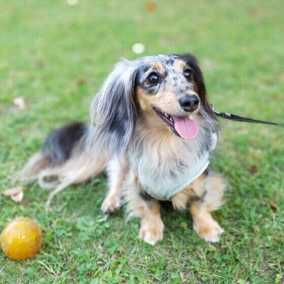 芝生の上に腹ばいに座り、舌を出しているカニーンヘン・ダックスフンド