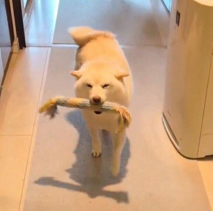 おもちゃをくわえて「ヒコーキ耳」でポテポテ歩く餅子ちゃん