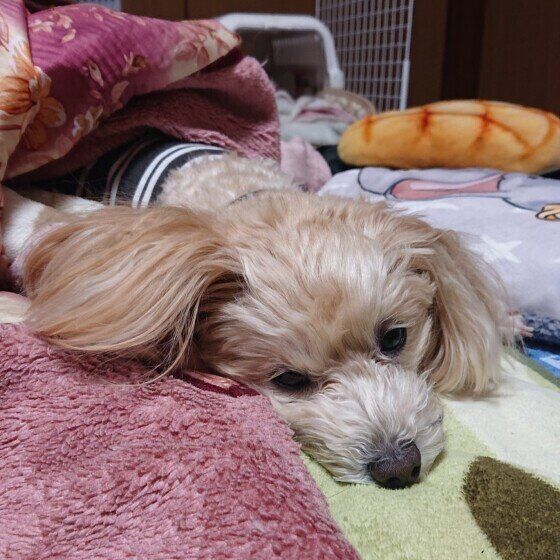 Ｍｉｘ（雑種）小型犬　お散歩疲れてくたくた