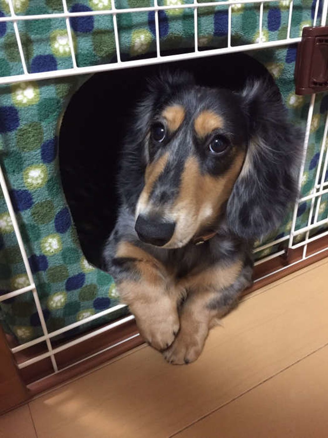 犬の脱走には 意外な理由 も 注意したい場面と対策法も解説 いぬのきもちweb Magazine 犬の脱走には 意外な理由 も 注意したい場面と対策法も解説 いぬのきもちweb Magazine