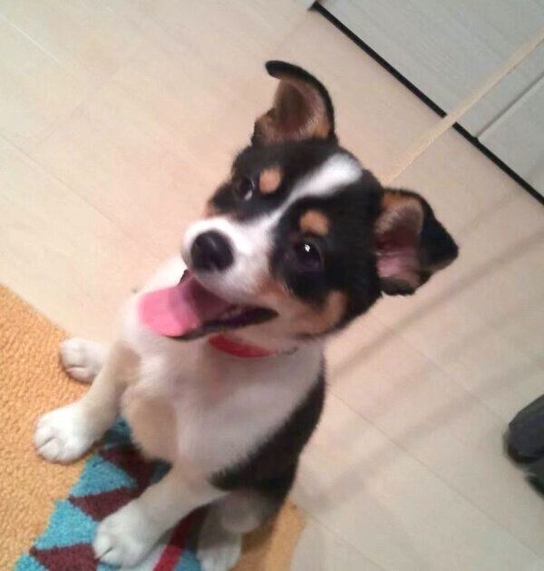 お座りする乙女ちゃん