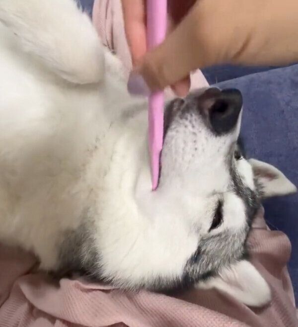 歯磨き中に寝てしまうノンノちゃん