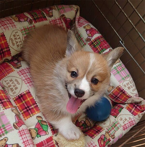 笑顔が可愛いぶんたくん