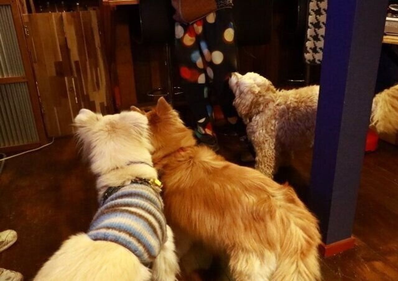 八ヶ岳の犬ok居酒屋 穴澤賢の犬のはなし いぬのきもちweb Magazine 八ヶ岳の犬ok居酒屋 穴澤賢の犬のはなし いぬのきもちweb Magazine