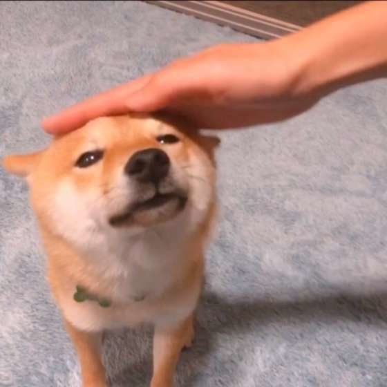 柴のちくわくん