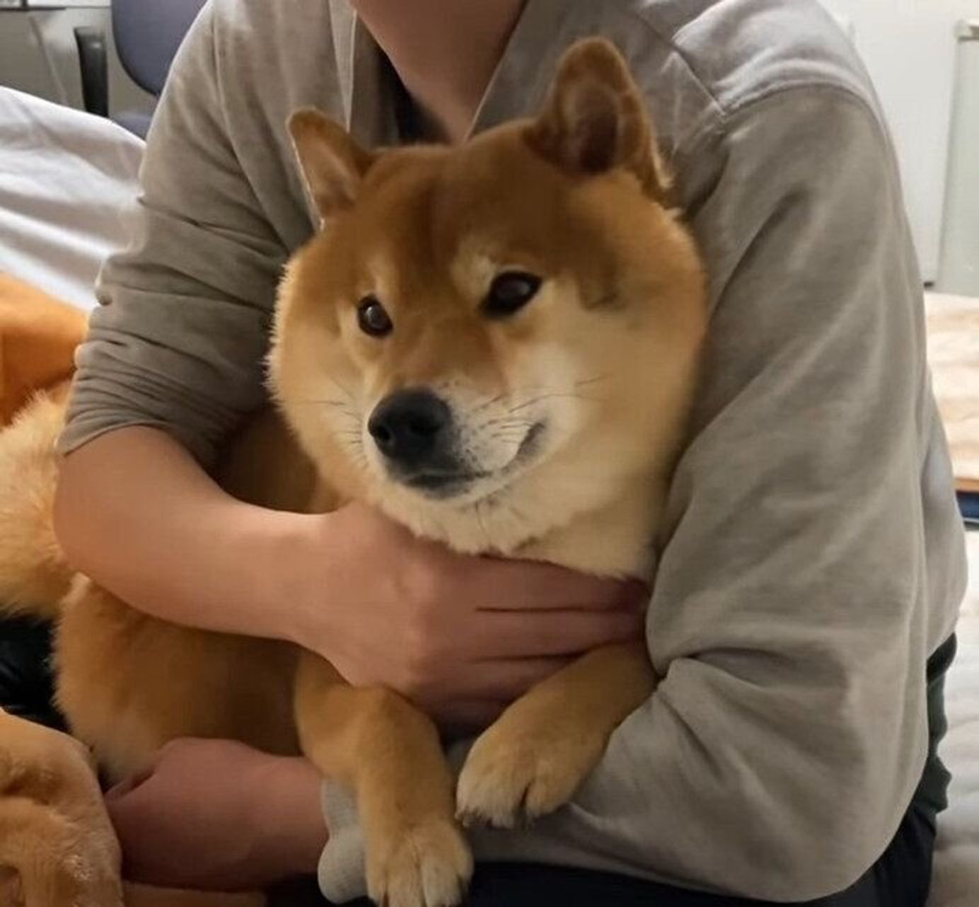犬にも不安な夜がある たくさん甘えて抱っこされて 落ち着きを取り戻す柴犬 いぬのきもちweb Magazine 犬にも不安な夜がある たくさん甘えて抱っこされて 落ち着きを取り戻す柴犬 いぬのきもちweb Magazine