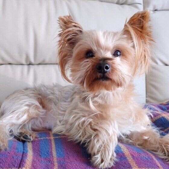 ソファーでくつろぐヨークシャー・テリア