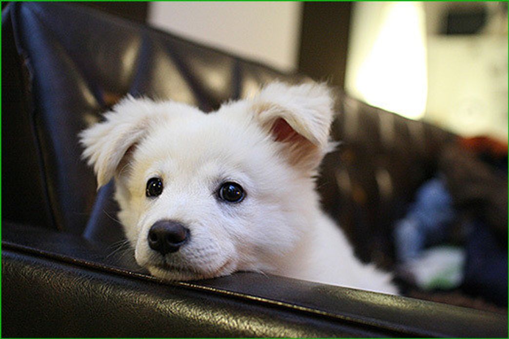 また犬と暮らしはじめた 大吉を迎えて 穴澤賢の犬のはなし いぬのきもちweb Magazine また犬と暮らしはじめた 大吉を迎えて 穴澤賢の犬のはなし いぬのきもちweb Magazine