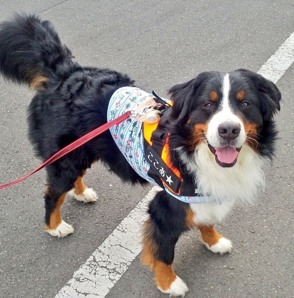 散歩中にニコニコ笑顔を見せるココアくん