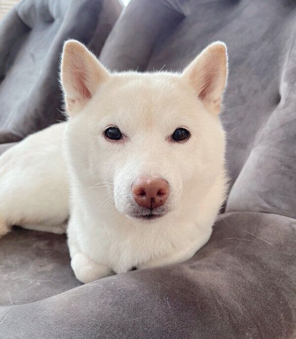 まったりするゆきちゃん