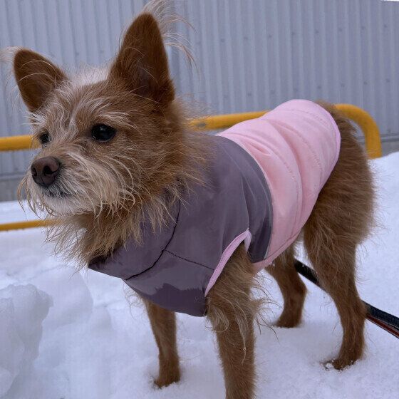 冬に愛犬と出かける際の寒さ対策と注意点 犬の外出時の防寒術とは？ いぬのきもち