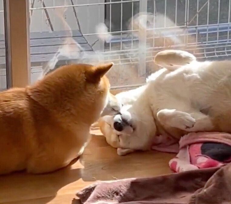 福くんの顔をなめる禄くん