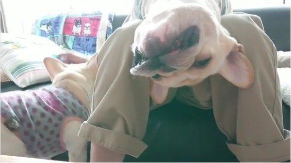 フレンチ・ブルドッグ