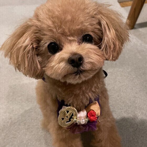 犬のオシッコの失敗はなぜ起こる？ トイレをはみ出す場合の対処法 いぬのきもち