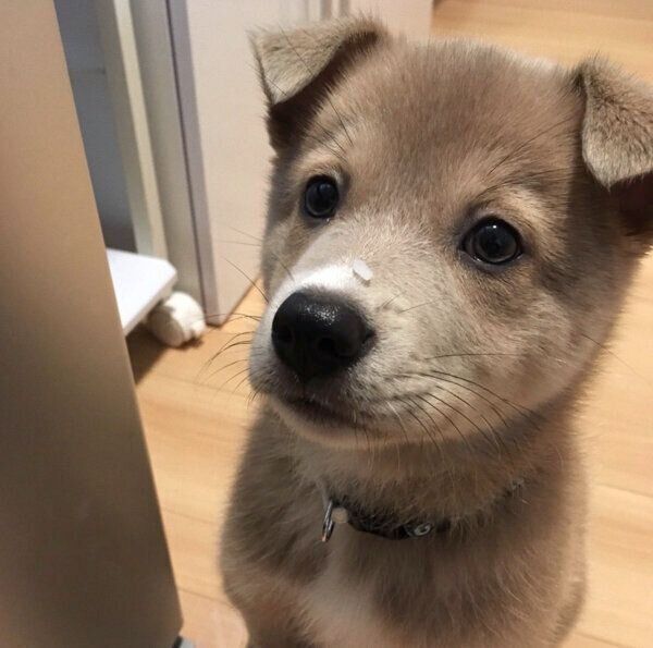 子犬時代のあさぎちゃん