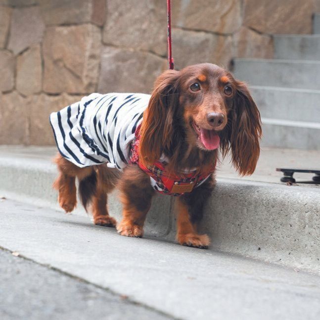 歩ちゃん（メス・推定３才／3.5kg／ミニチュア・ダックスフンド／甘えん坊）