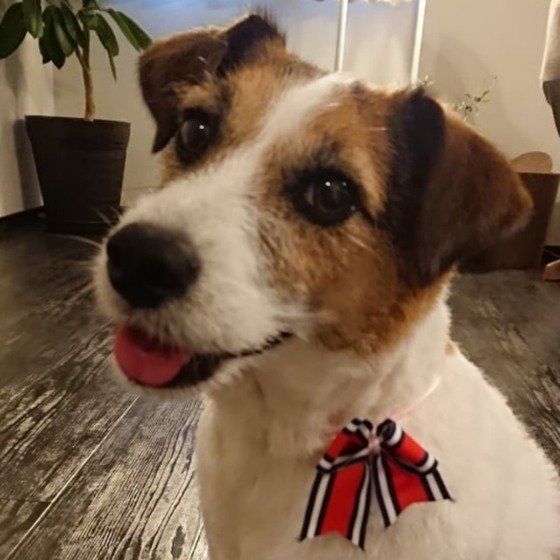 ジャック・ラッセル・テリア