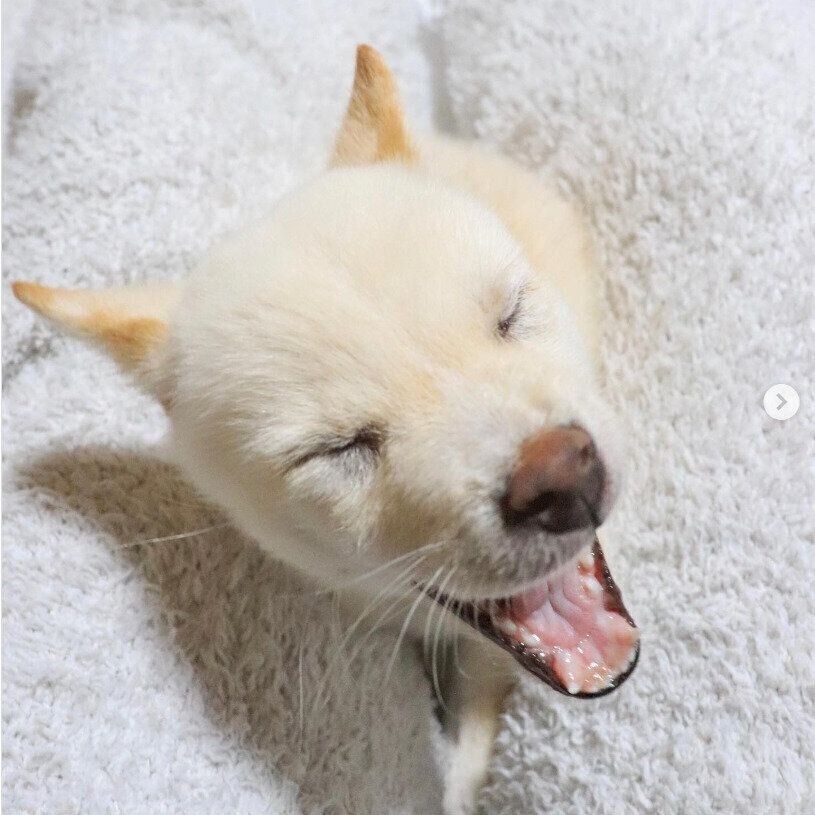 あくびをするこはくくん