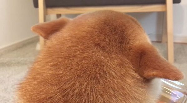 飼い主さんの帰宅を喜ぶ柴犬