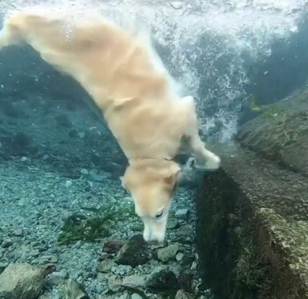 川で潜る犬