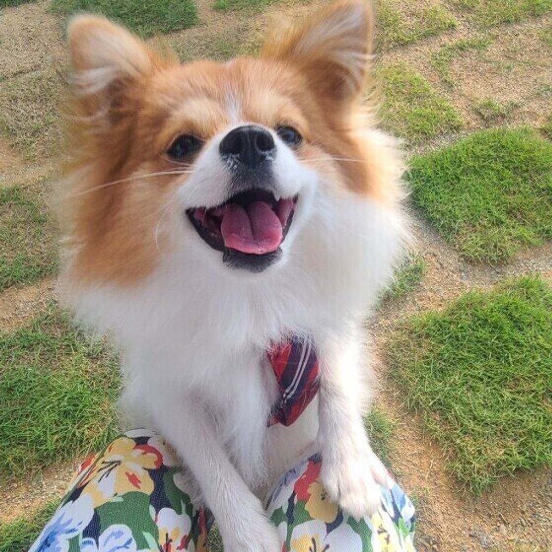 犬がお尻を高く上げるのはどうして 獣医師に聞きました いぬのきもちweb Magazine 犬がお尻を高く上げるのはどうして 獣医師に聞きました いぬのきもちweb Magazine