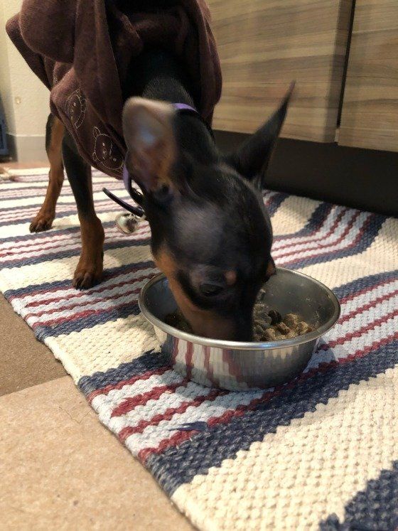  ミニチュア・ピンシャー