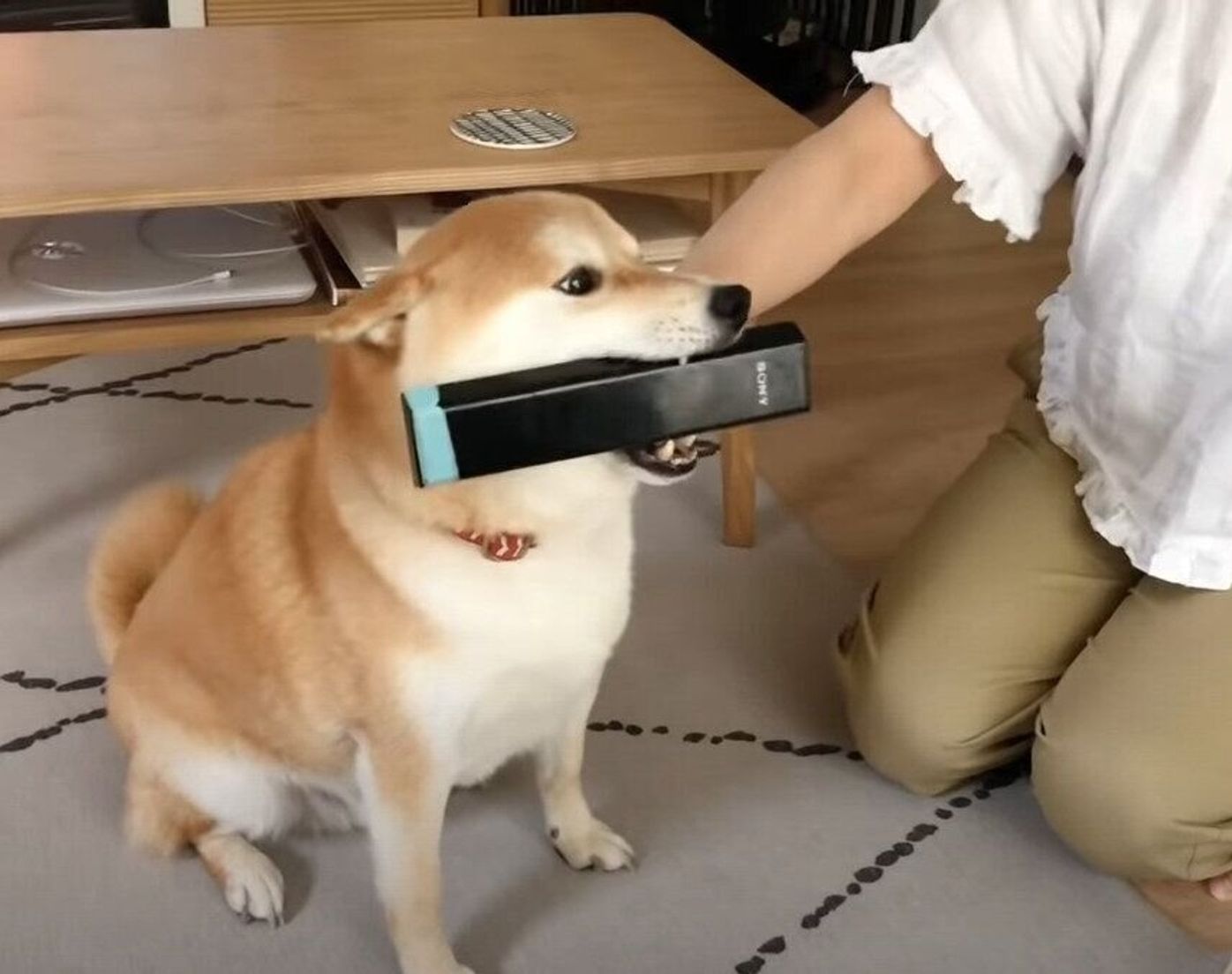 大好きなおばあちゃんに再会した柴犬 嬉しすぎてなぜか リモコン を貢ぐ いぬのきもちweb Magazine 大好きなおばあちゃんに再会した柴犬 嬉しすぎてなぜか リモコン を貢ぐ いぬのきもちweb Magazine