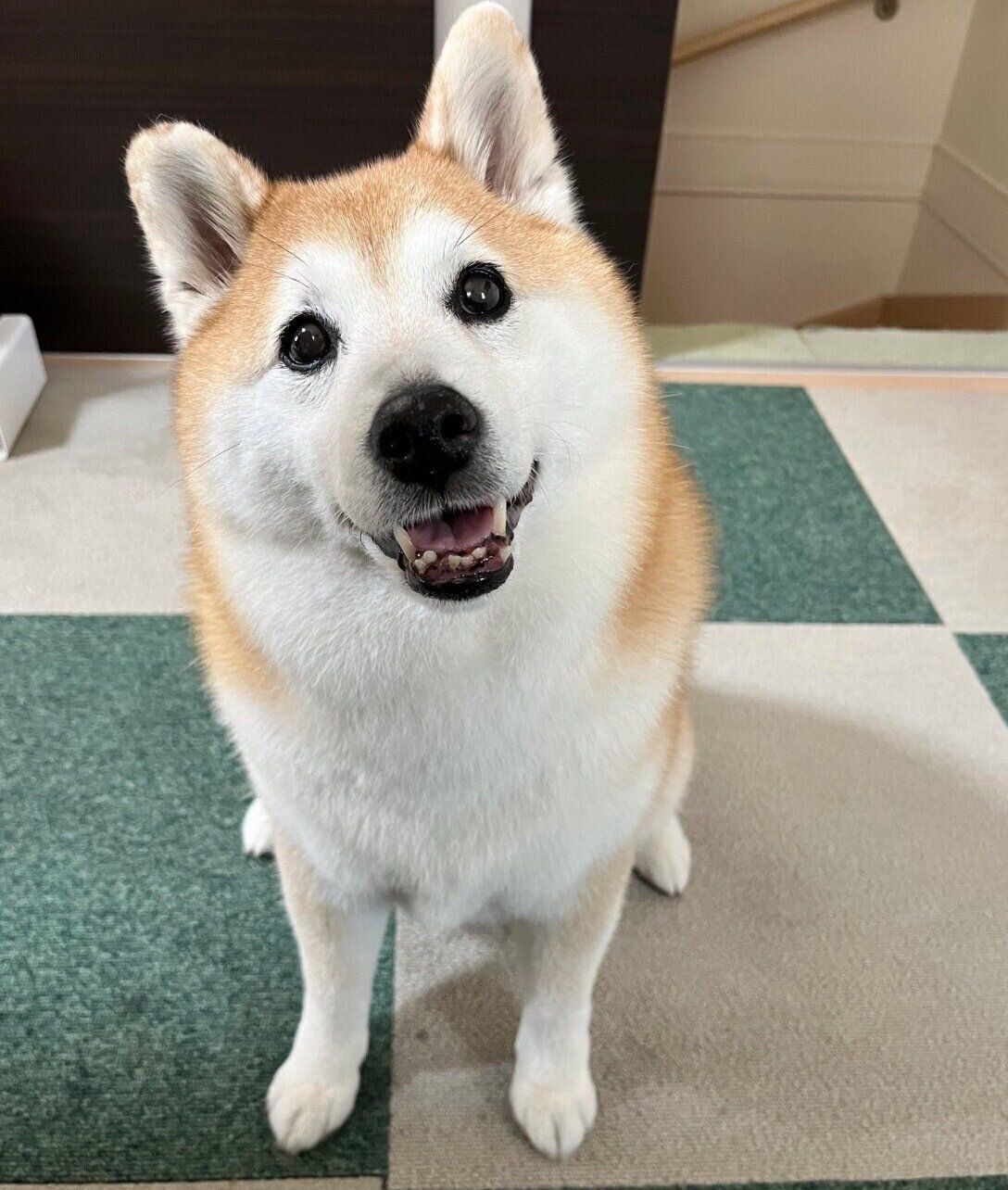 笑顔が可愛いまるちゃん