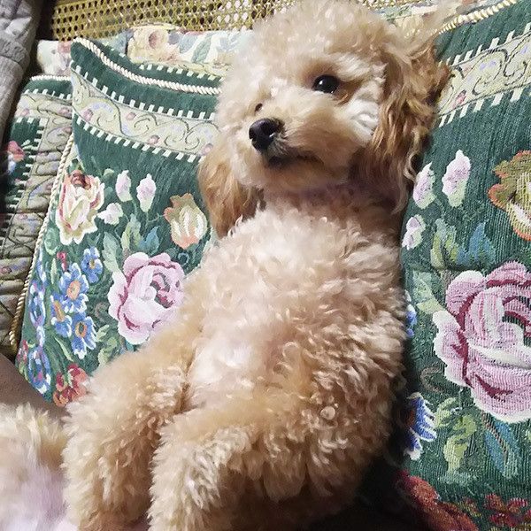 テレビを観るトイ・プードル