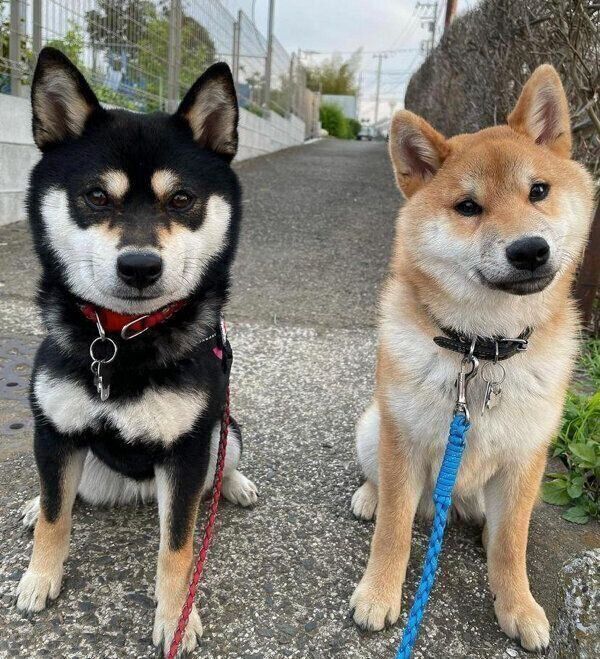 散歩をする母犬・福来ちゃん、子犬・幸来くん