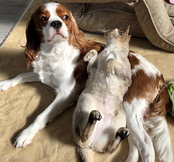 キャバリアとシンガプーラ